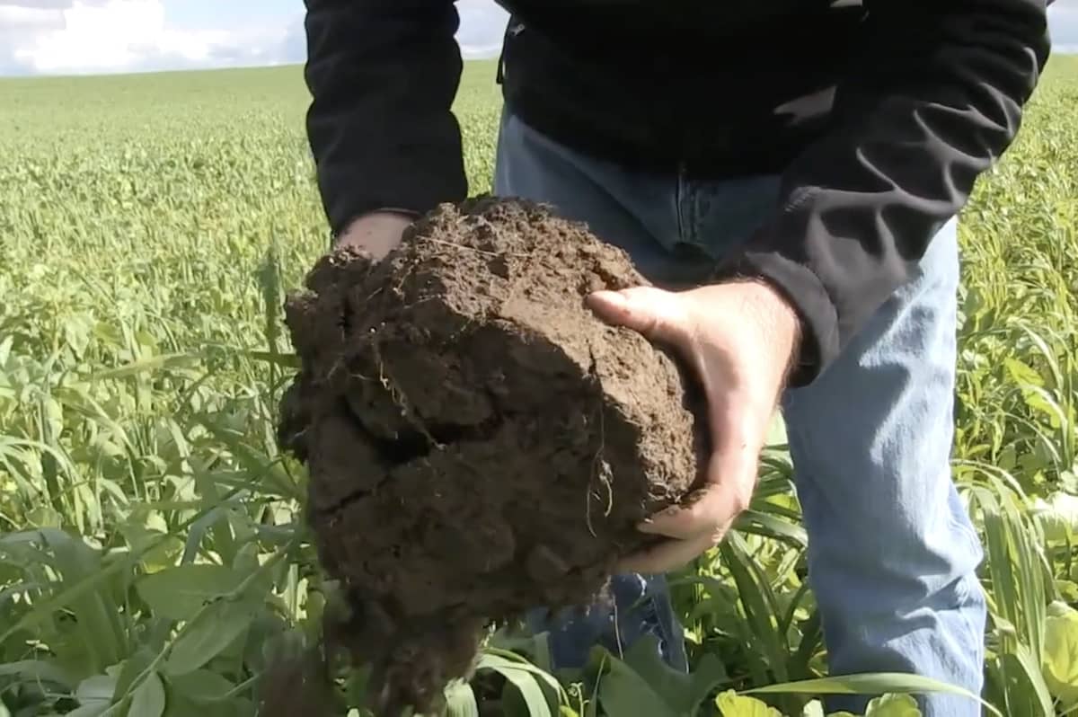 realagriculture's tweet image. Can we better predict nitrogen release from soil? Check out The Agronomists, with Edgar Hammermeister and Marshall McDaniel as they discuss key factors and tools for prediction.  
👉 Watch now: ow.ly/Xjje50YHL3I  
#cdnag #agronomy #farming #agrculture