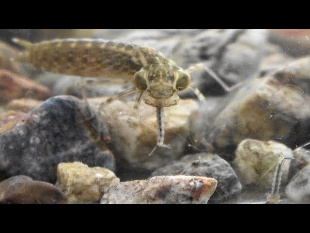 Dragonflies have a 95% hunting success rate.

Lions: 25%. Sharks: 50%. Peregrine falcons, the fastest bird alive: 47%. 

A dragonfly catches 95 out of every 100 things it goes after.

And one of their favorite things to go after: mosquitoes.

Even the babies will fuck up a