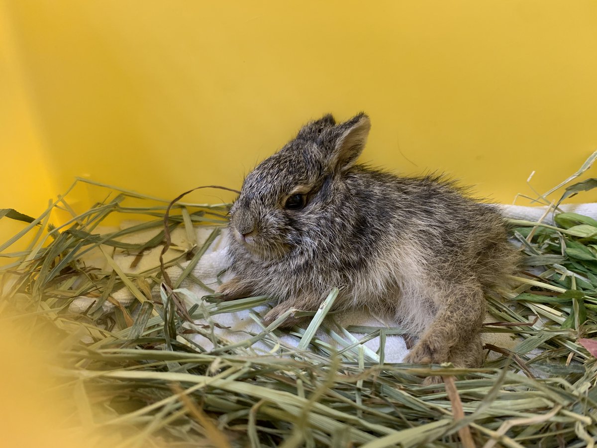 台灣愛兔協會 tweet media