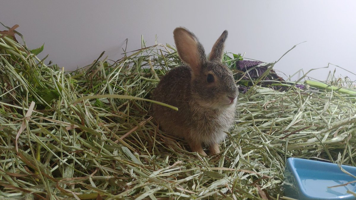 台灣愛兔協會 tweet media