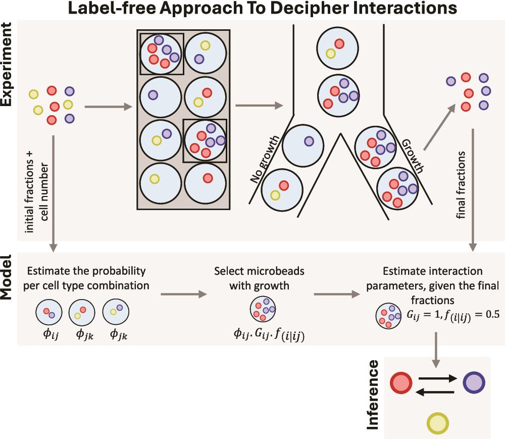 Deciphering microbial interactions using a label-free microbead sorting approach
#microbiology
<a href="/ISMEComms/">ISME Communications</a> <a href="/ISME_microbes/">ISME - International Society for Microbial Ecology</a> 
doi.org/10.1093/ismeco…