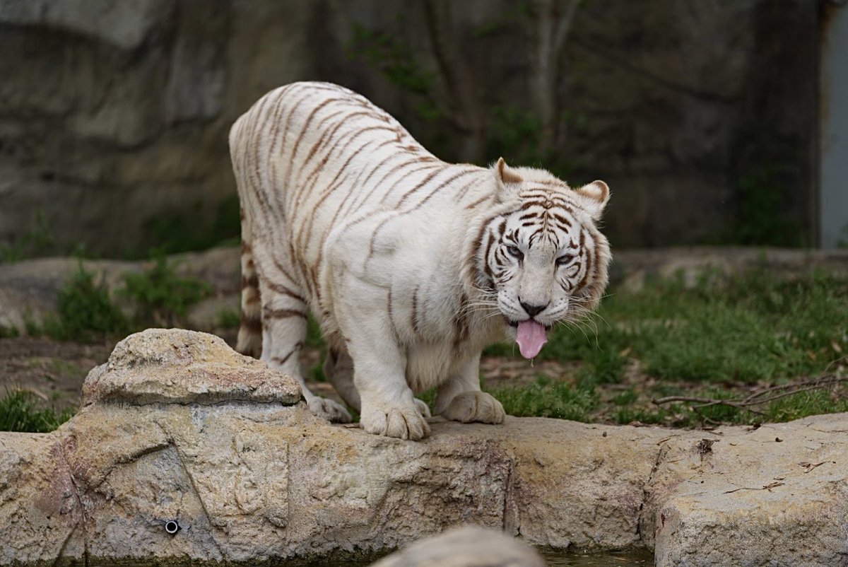 しろねこ tweet media