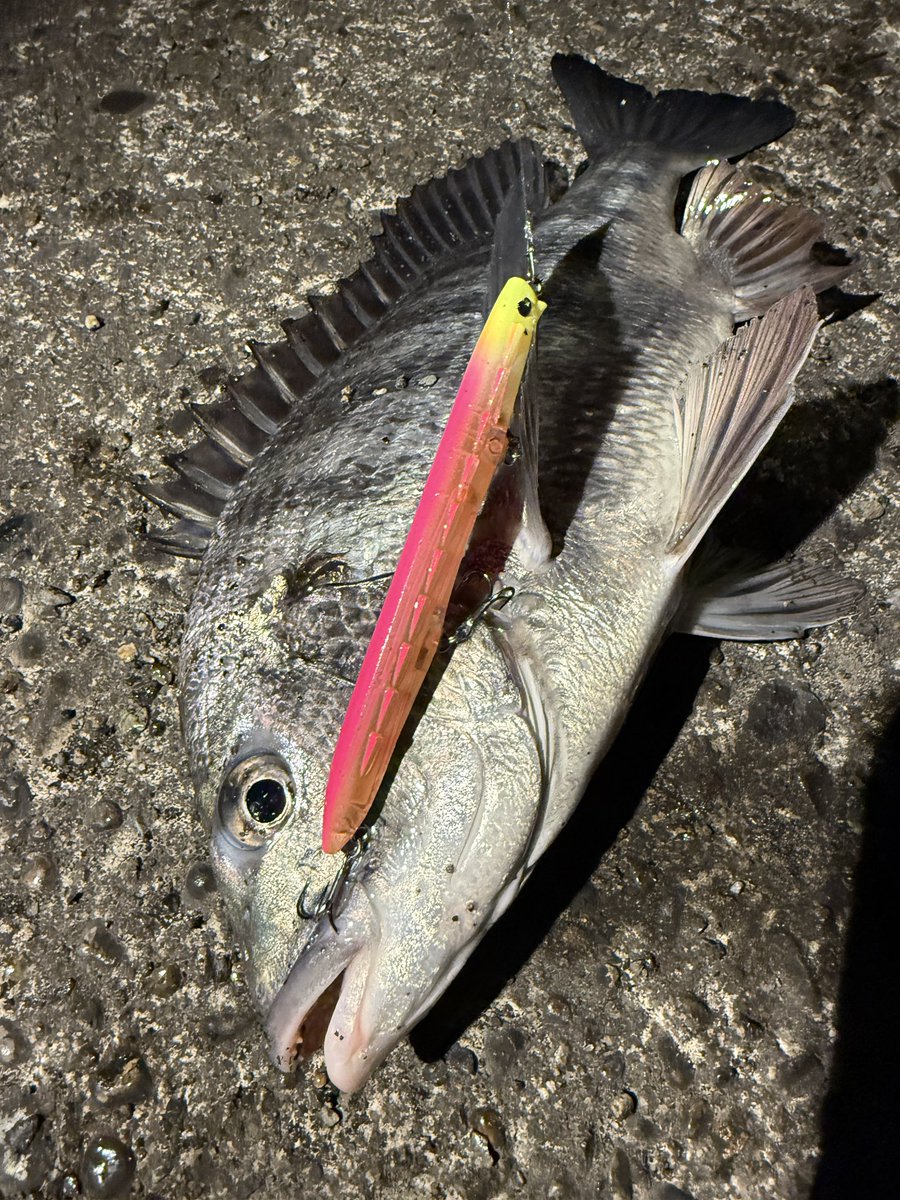 hiroki_seabass's tweet photo. 【特徴的なギザギザルアー】

NOCTIS120F(ノクティス)は去年から2シーズンに渡り徹底的に投げ込んだバチルアー。
バチ抜け専用のルアーは地域や時期が限定されて売るのが難しいと思う反面、東京湾から発信しているLEGAREとしてはバチルアーは欲しいよねという思いから開発をスタートした。

僕のシーバス人生の中でもバチのシーズンを毎年楽しみにするタイミング。
その短い時期にしっかりと釣果を出せるよう、そして誰でも使いやすいよう、フローティング引き波系のルアーとしてコンセプトを固めた。

なにより特徴的なこの見た目は、よくあるフローティングのバチルアーが巻いてて存在感を感じにくく、つい速くリトリーブしてしまうことがあったため、アップでもゆっくりと巻けるよう抵抗感を出し、漂わせているだけでバチのフォルムに見えるよう開発にデザインしてもらった。

ある日は超有名バチルアーに釣り勝ち、ある日は開発本人がこのルアーで俺よりも釣ることもあった。
あととにかくクロダイに食われまくった笑

そんなLEGAREから来年発売となるNOCTIS120Fは今年のイベントでも皆さんにお見せしていこうと思っているので是非ご覧ください！
またHIROKI STYLE4月の攻略動画内でもチラッとスイム映像が映っているので是非！！

https://t.co/bdAsJyVf6v