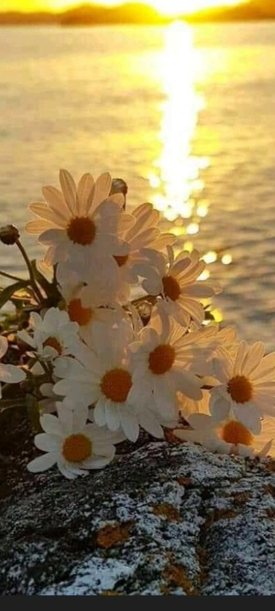 نور الهدي tweet media