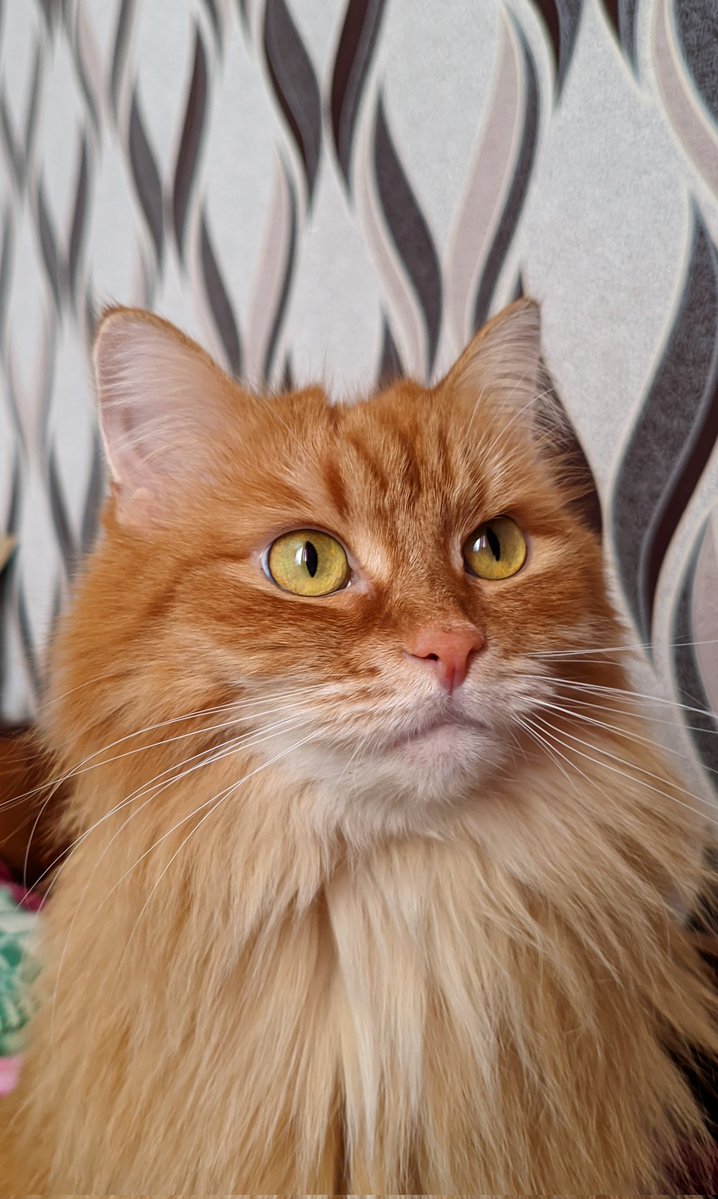 Перевал Дятлова tweet media