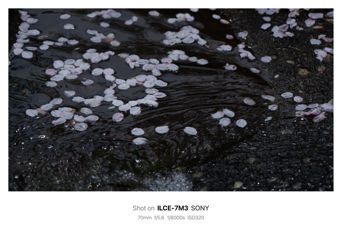 𝙆𝙄𝙍𝙄 tweet media