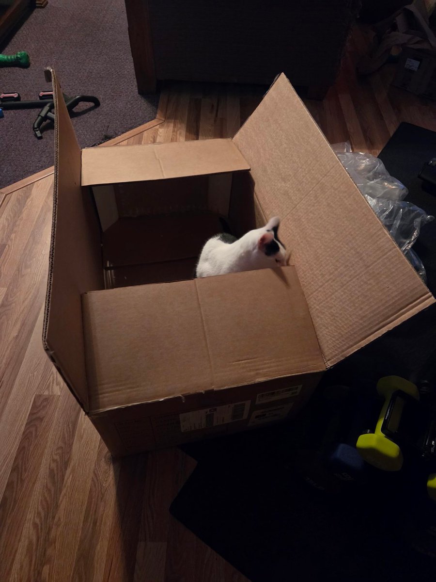 TheSprinklesCat's tweet image. Exciting news to come! I got a new box! But what came in it is the actual surprise! I've gotta to learn to drive it, then mew will see! Practice, practice! Hope mew have a purrfect #CatBoxSunday! #cowcat #CatsOfTwitterX #AdoptDontShop #StaySafeFurrends