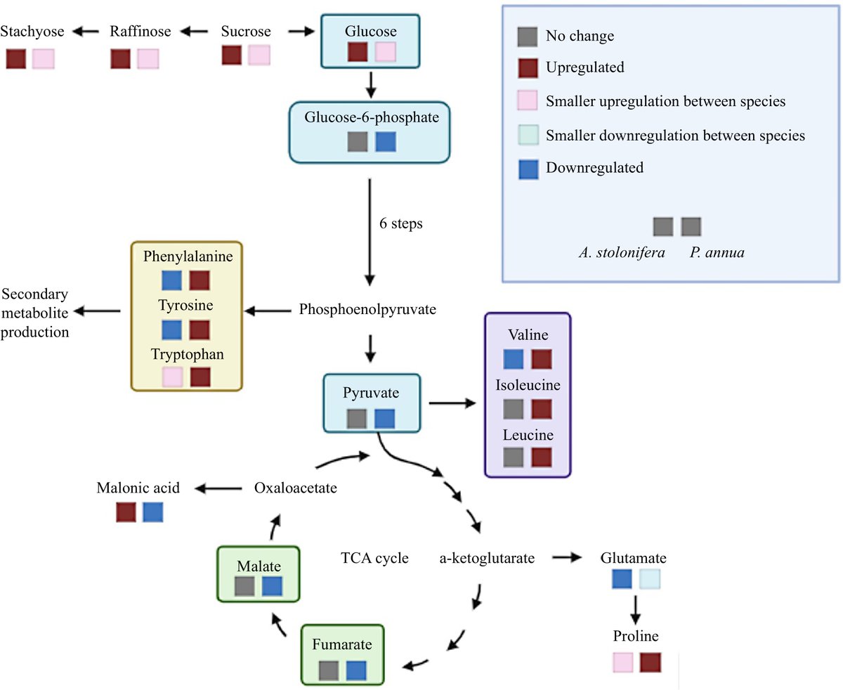 GrassResearch's tweet image. #GrassResearch #Turfgrass #Metabolomics
🌡️Metabolic profiles reveal heat tolerance in two cool‑season grasses. 
@MaximumAcademic @AbioticStress @RutgersU
Details: maxapress.com/article/doi/10…