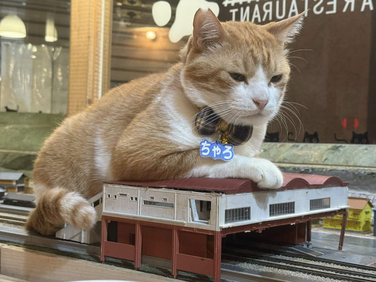 ジオラマ食堂official【公式】 tweet media