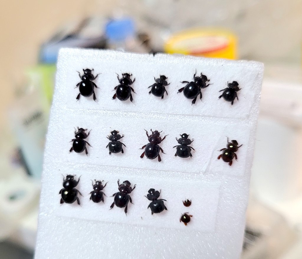 coll.col tweet media