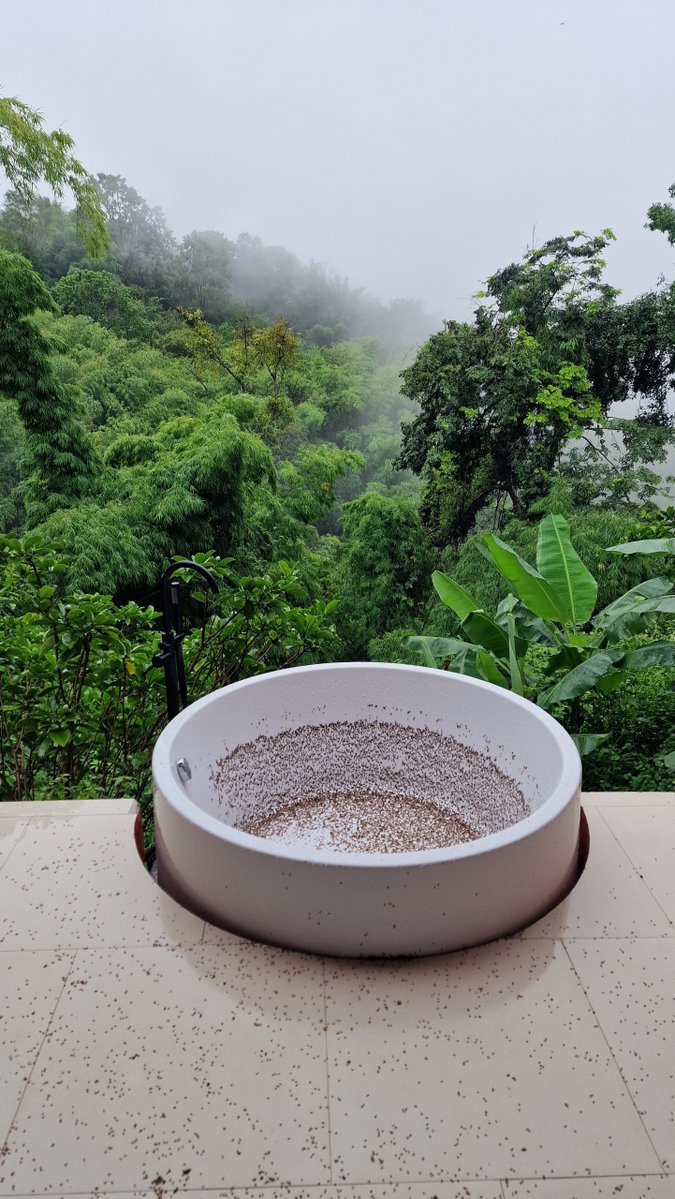 William Wallace tweet media