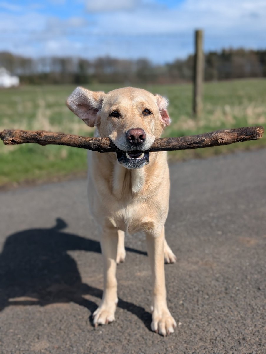 BertsLegacy's tweet image. It’s BLOWIN’ A HOOLIE oot there in Scotland.
But Albert, let’s affectionately refer to him as Dumbo, flappy ears in full aerodynamics mode, doesn’t mind as long as he’s got his stick secured.

#dogsoftwitter #dogs #dogs