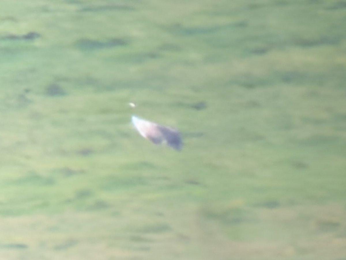 Seasalter birder tweet media