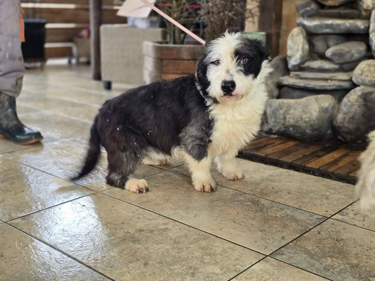 OREO is 14 months old and is a super little boy who is available for adoption although he can’t go to his new home until he’s completely well as he currently has conjunctivitis
He is a lovely boy who is currently in foster in #Worcester 
amiciidogrescue.org.uk/adopt-a-dog
#Malvern #Stafford