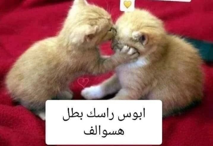 وليد tweet media