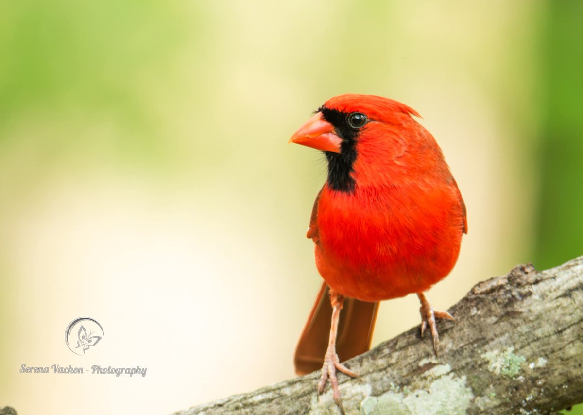 SerenaVachon's tweet image. Up close with a beautiful male northern cardinal #birds #birdphotography #birdsofX #NaturePhotography #nature #wildlife #wildlifephotography