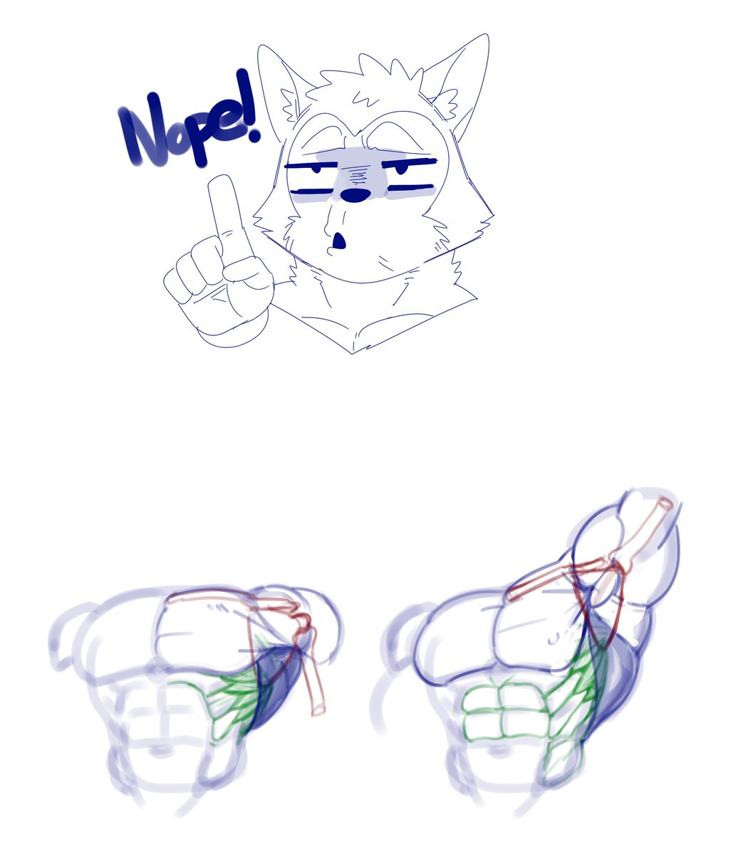 전거근은 견갑골의 끝에 이어져있기 때문에 견갑의 움직임에 따라 각도, 모양이 변합니다. 전거근에 맞물려 있는 외복사근은 늑골에 연결 되있기 때문에 견갑골이 올려지면 늑골의 각도가 변화하여 외복사근도 간접으로 조금 변합니다.
이상 야메 순스키 근육공부였습니다.