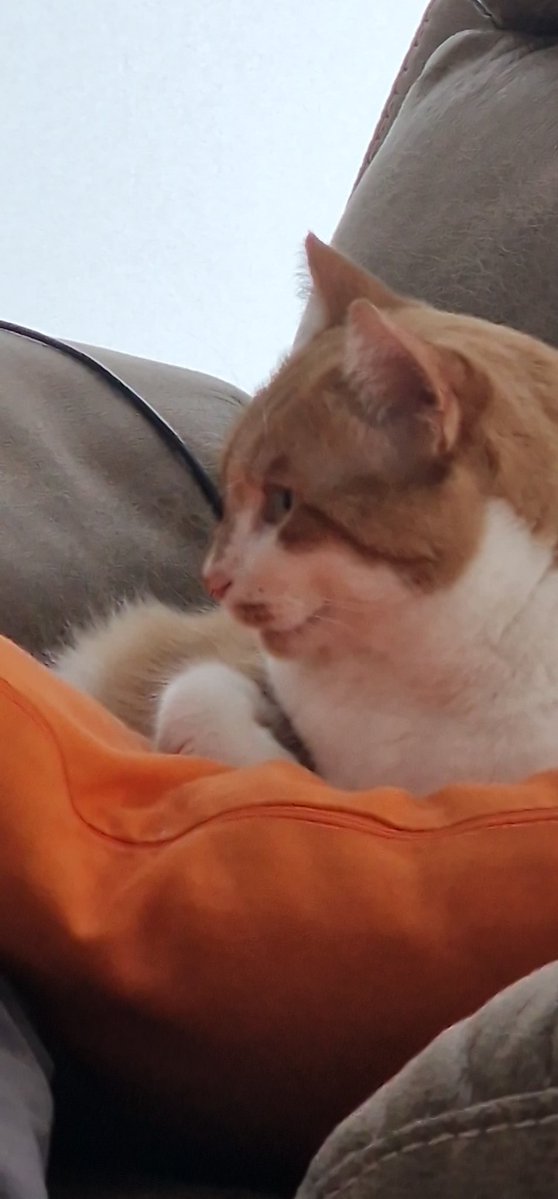 van der critic tweet media