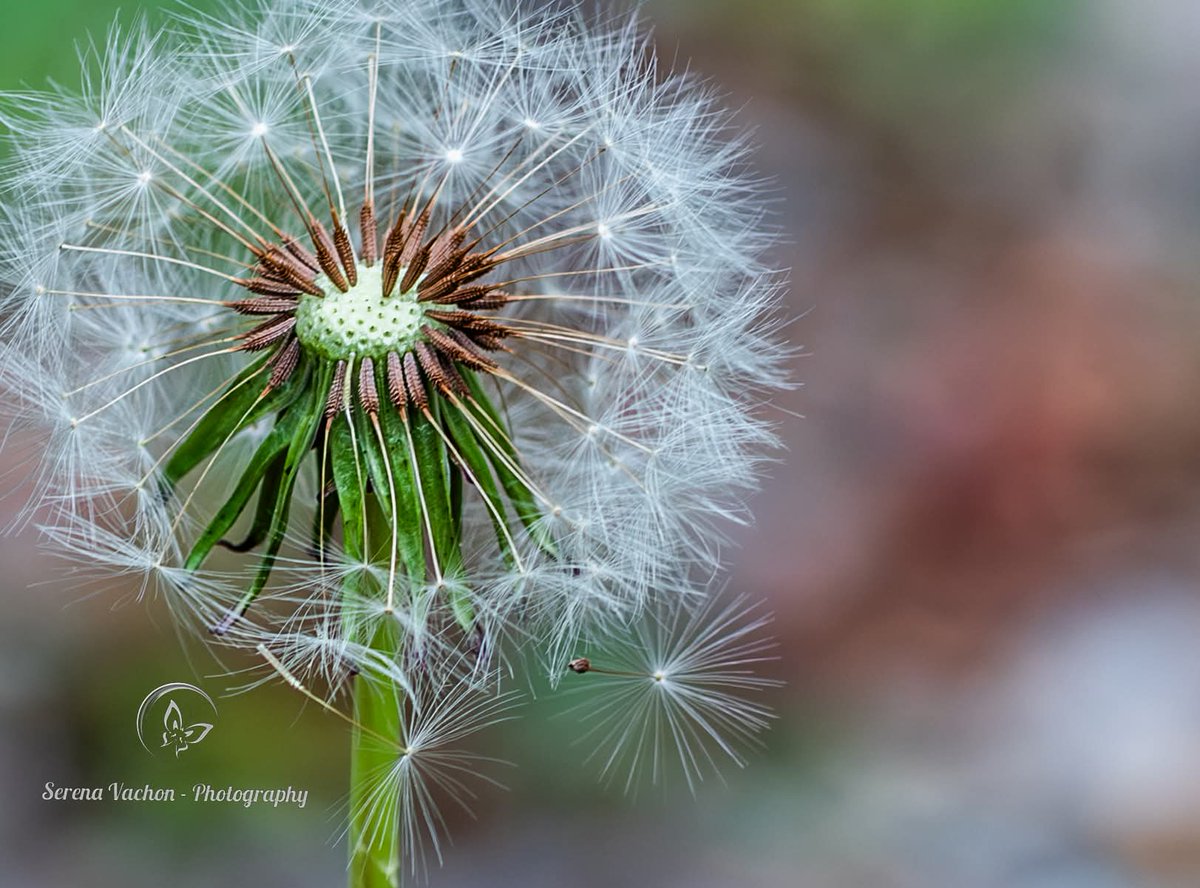 SerenaVachon's tweet image. Going to make a wish! #nature #NaturePhotography #naturelovers