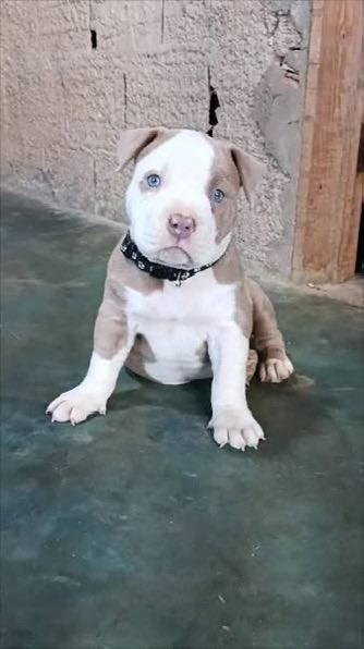 Animales y Naturaleza tweet media