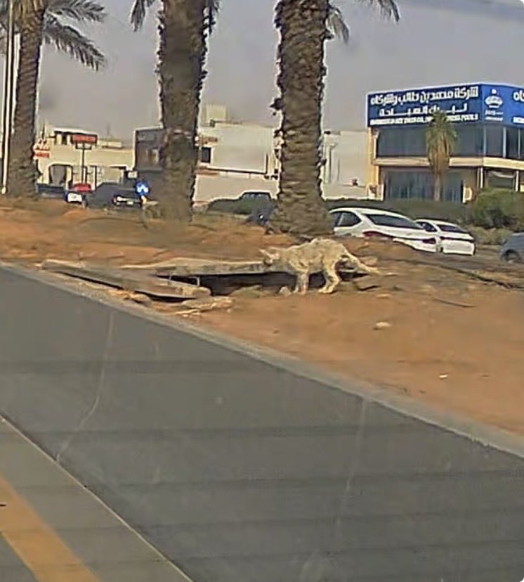 فـوز البقِمي💙🥈 tweet media