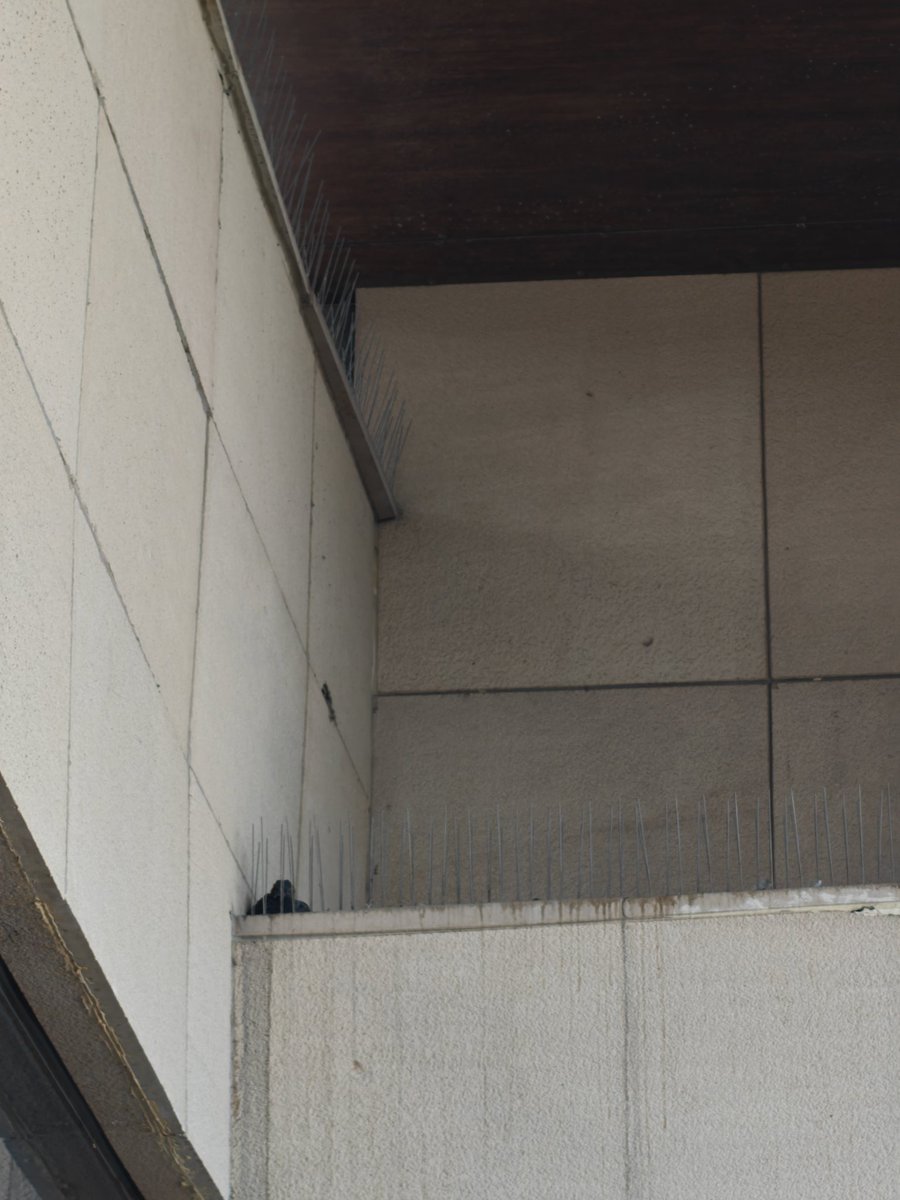 Ra ch naa tweet media