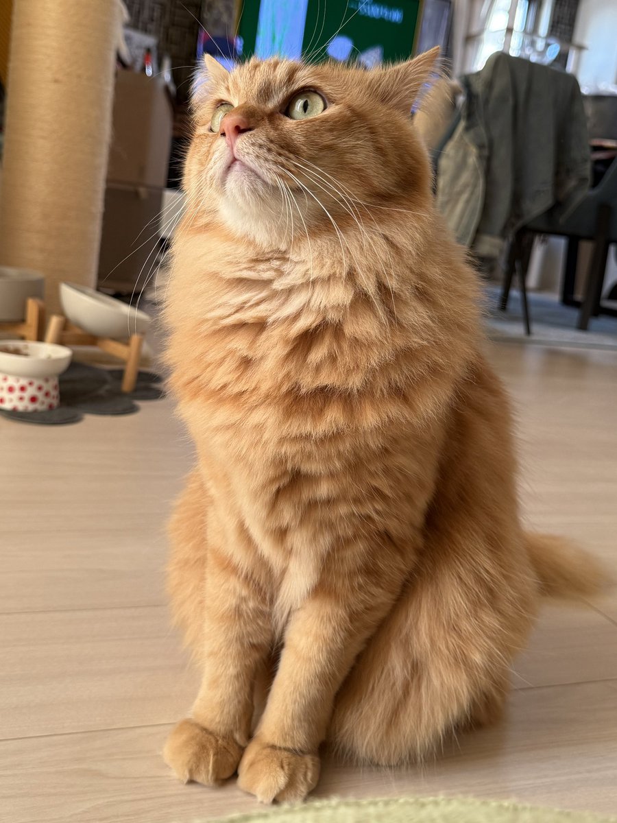 ほとぷぅとごうとけん(保護猫出身茶トラ兄弟猫・ねこ) tweet media