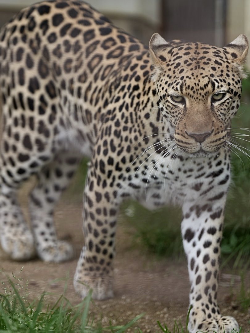 しろねこ tweet media