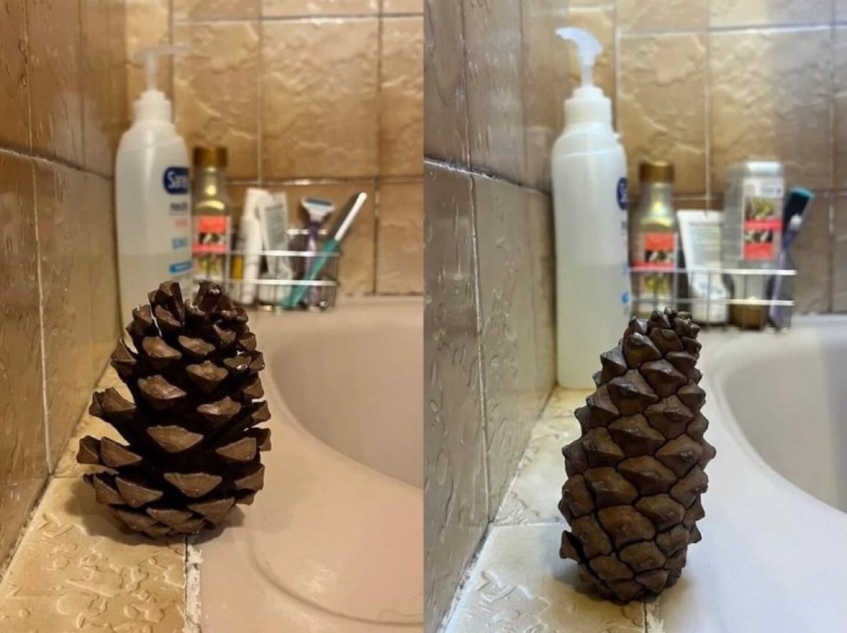 سـيَّاف. tweet media