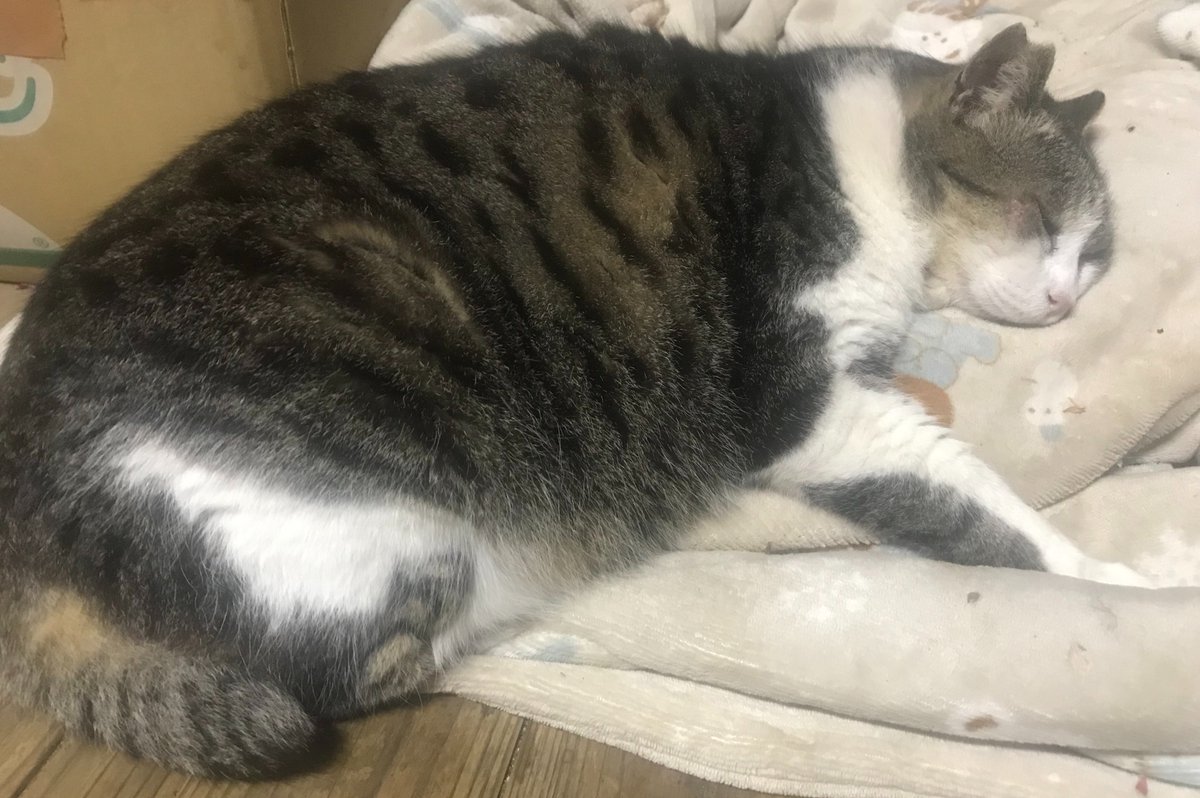 ( ˘ω˘ ) ｽﾔｧ…
目の下ケガしてた
他の子と喧嘩したんかな🥲