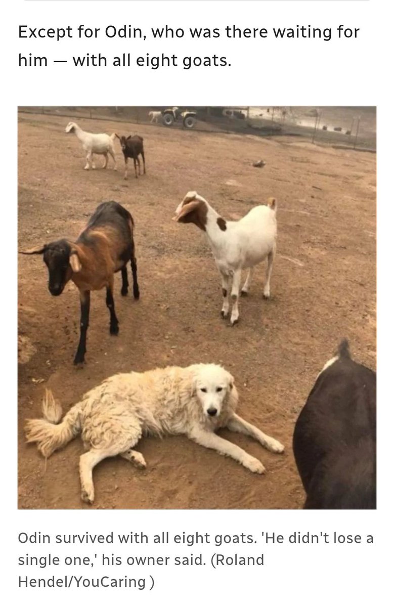 𝐬𝐚𝐲𝐜⚯𝐥𝐞𝐧𝐠𝐥𝐢𝐬𝐡™🧠📚🐈‍⬛ tweet media