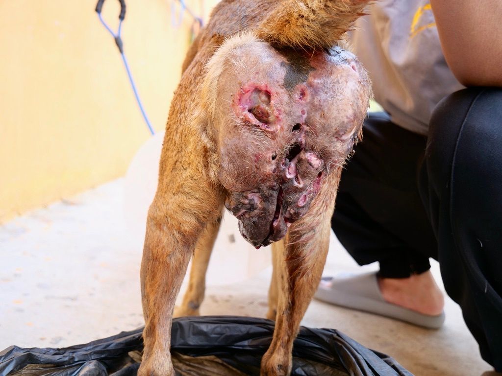 TMTRD - The Man That Rescues Dogs Foundation tweet media