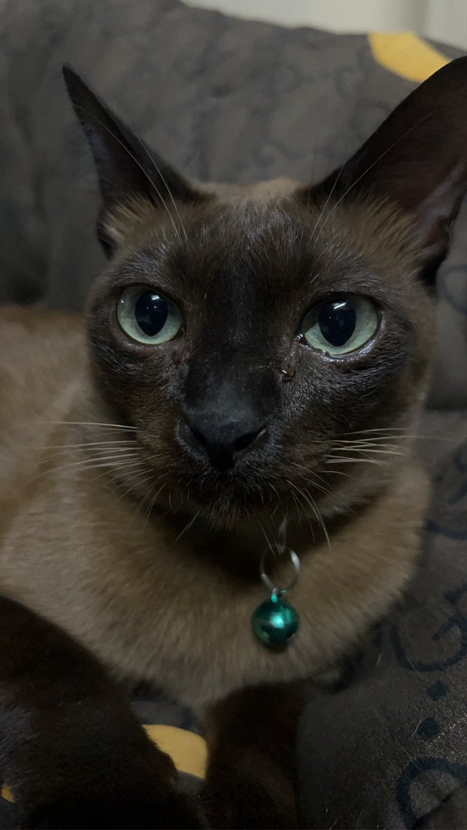 นอจอ⁷ ᴬᴿᴵᴿᴬᴺᴳ tweet media