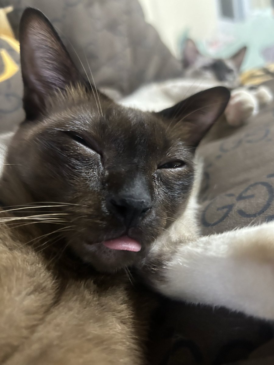 นอจอ⁷ ᴬᴿᴵᴿᴬᴺᴳ tweet media