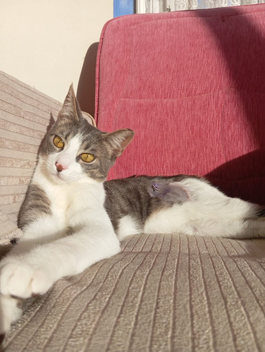 sokak hayvanlarına destek tweet media