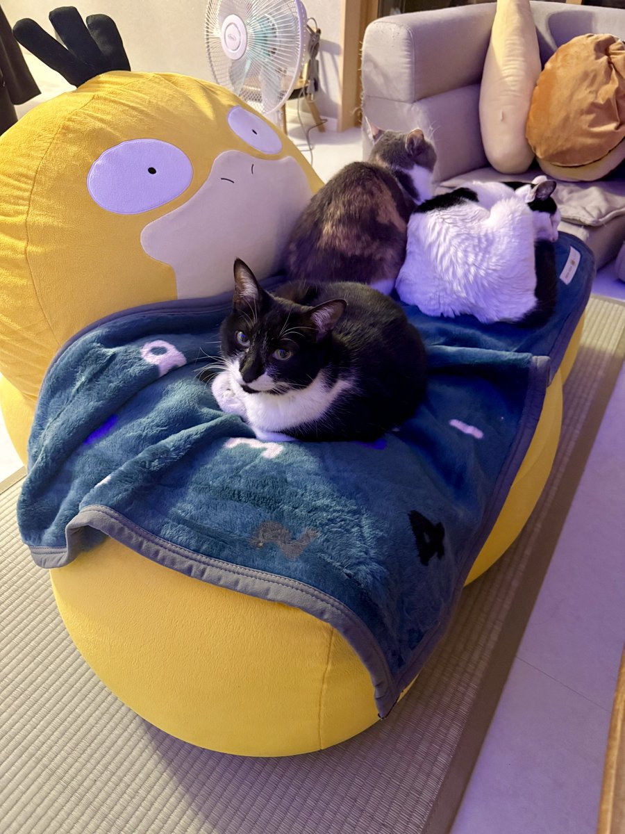 ネコたち、おやすみ！！