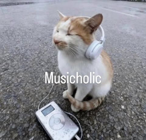 Cool Cat Society tweet media