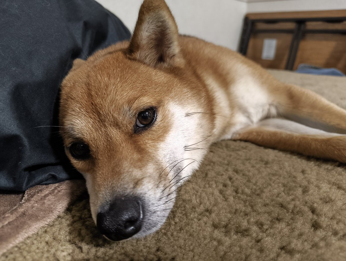 メンダコ@映像依頼✖ tweet media