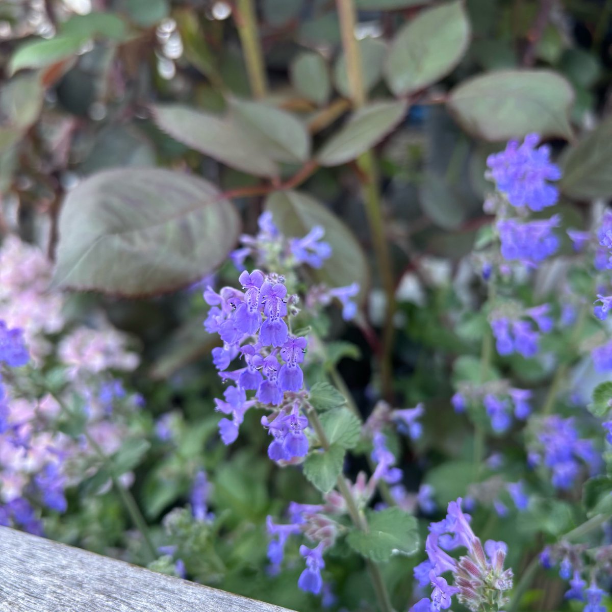 しゃーりー tweet media