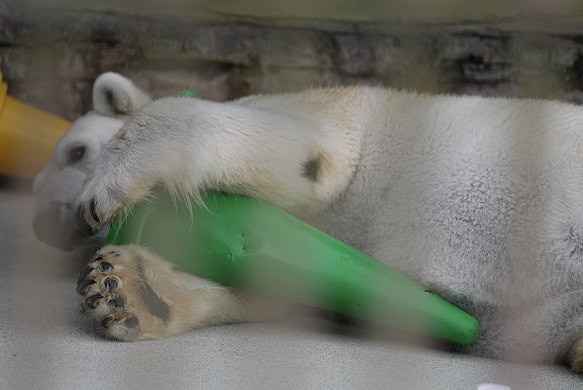 しろねこ tweet media