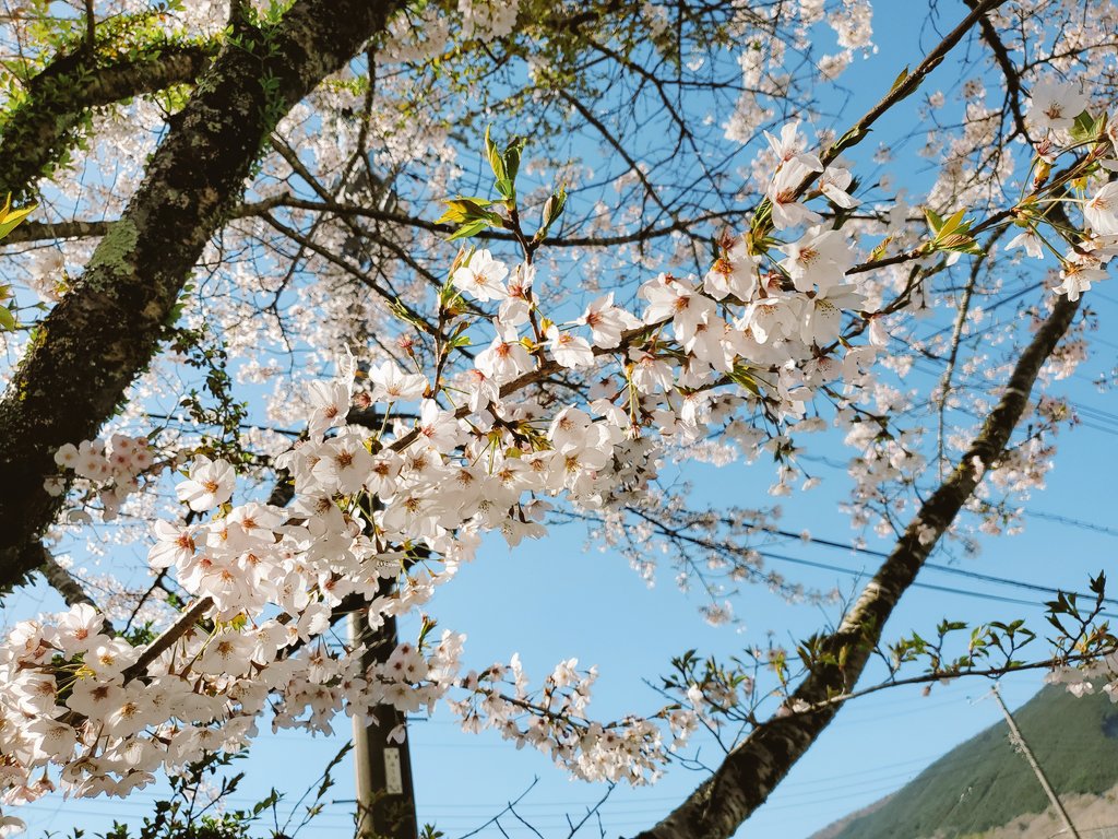 てれぱ☀️5/6、5/9ライブでるよ！ tweet media