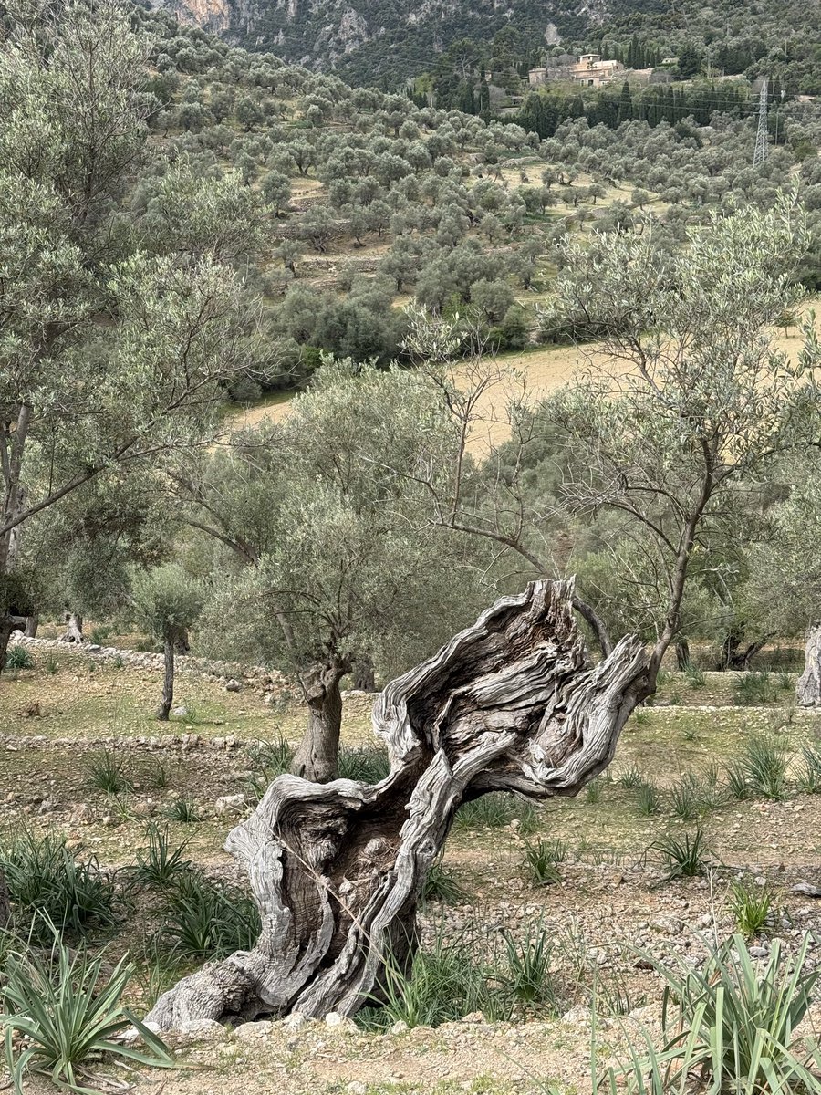 RNeruda's tweet image. Palma - Port de Soller - Puigpunyet
100 km. 1.750 m převýšení. 11 st. C. Déšť. 
Dnes Mallorca ukázala odvrácenou tvář. 
Ale i takové tréninky jsou třeba. 
#keepmoving