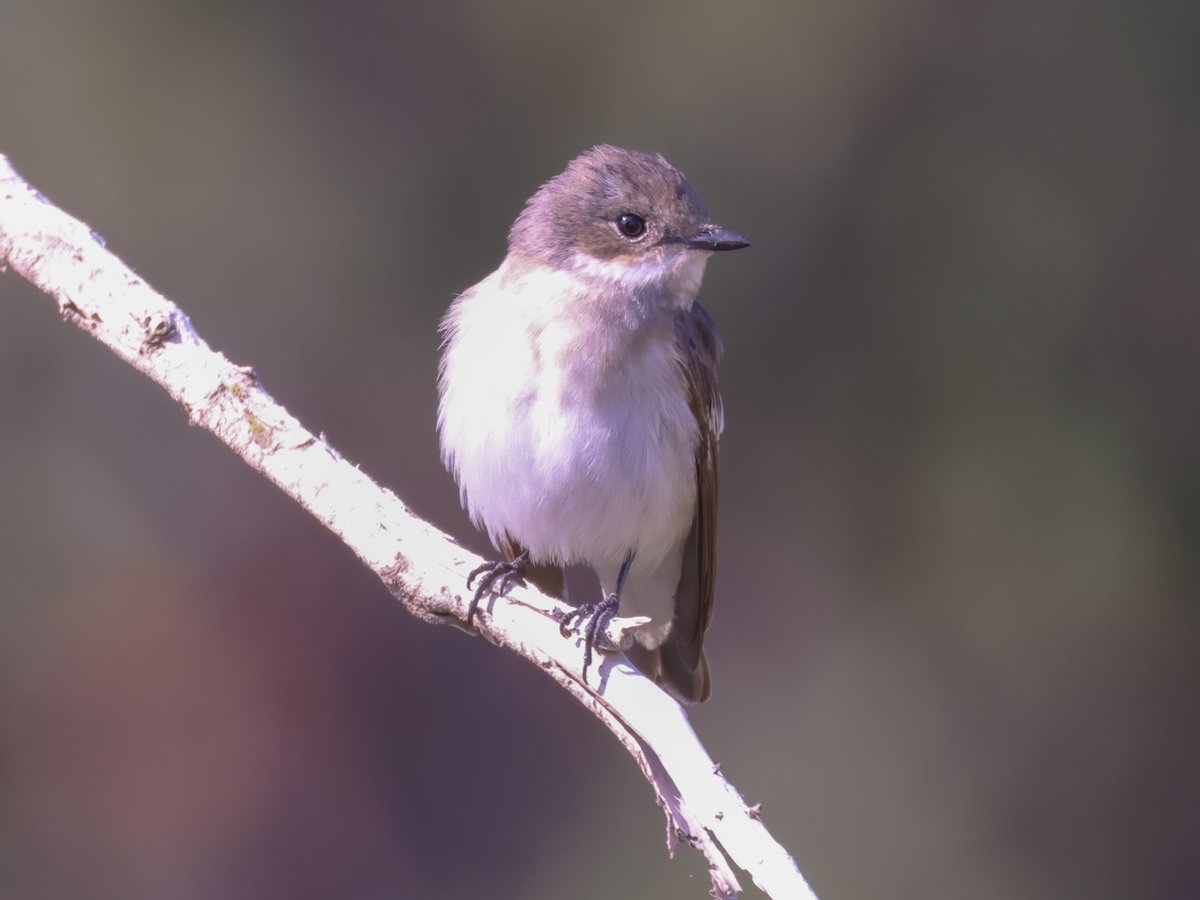 Jeff’s Wildlife Photography tweet media