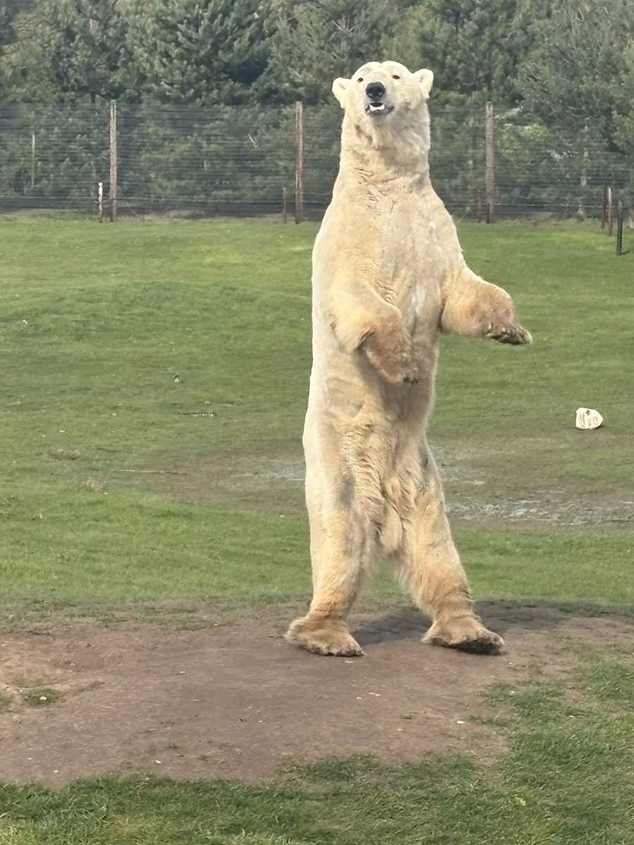 Lovely day at <a href="/YorkshireWP/">Yorkshire Wildlife Park 🦁</a> 💙