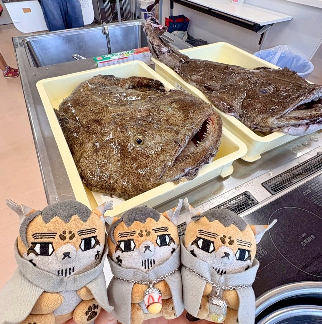 kumu…旅に出たい🐻😼✈ tweet media