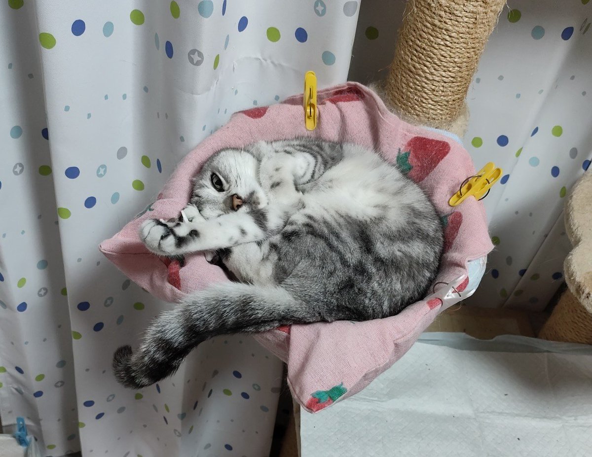 mikan5555's tweet photo. 今にも眠りに落ちそうニャ😽
おやすみニャン🐾

#猫のいる幸せ
#猫がいる暮らし
#猫好きさんと繋がりたい
#アメリカンショートヘア
#アメショ
#Twitter断酒部
#断酒 9,307日 https://t.co/bkM1sSrwMa