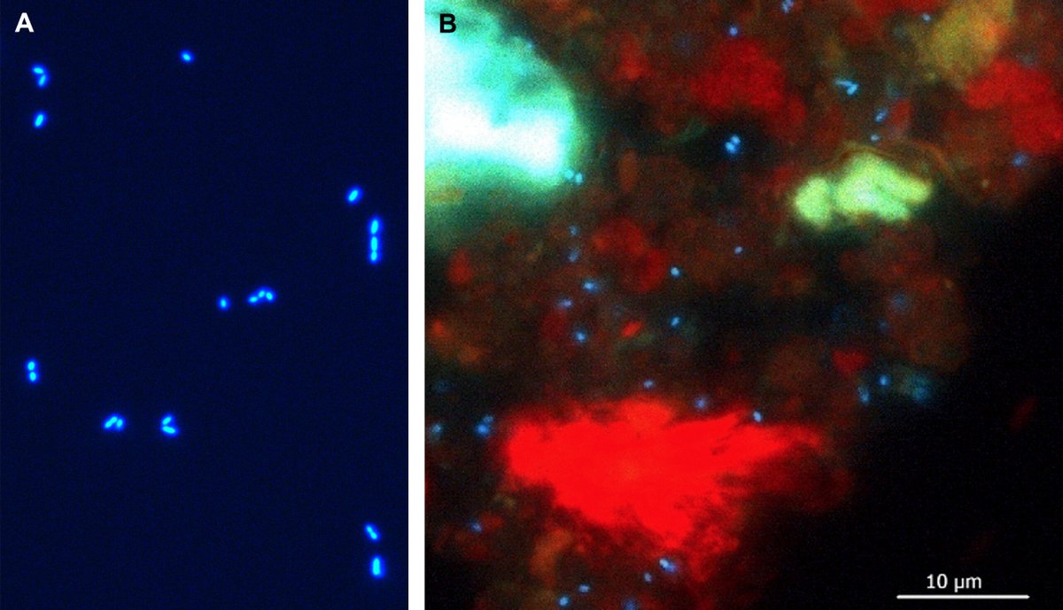 protasov_evgeni's tweet image. Detection and quantification of rumen methanogens using F420 autofluorescence profiling with spectral flow cytometry
#microbiology #methane #methanogens
@ASMicrobiology @AppEnvMicro 
doi.org/10.1128/aem.01…