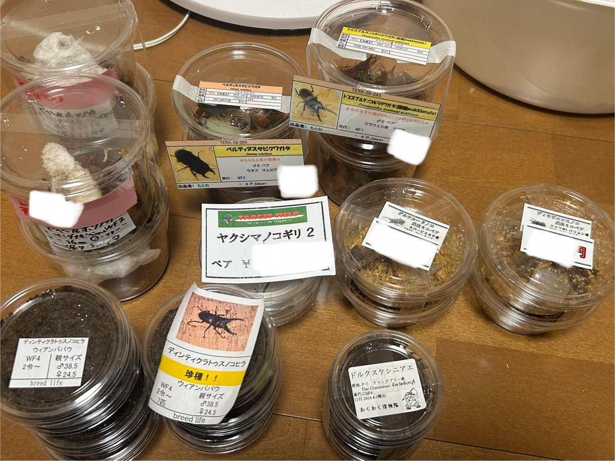 M.commander KanbeE tweet media