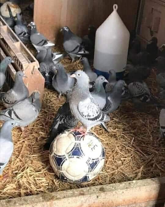 Real Madrid Bolivia tweet media