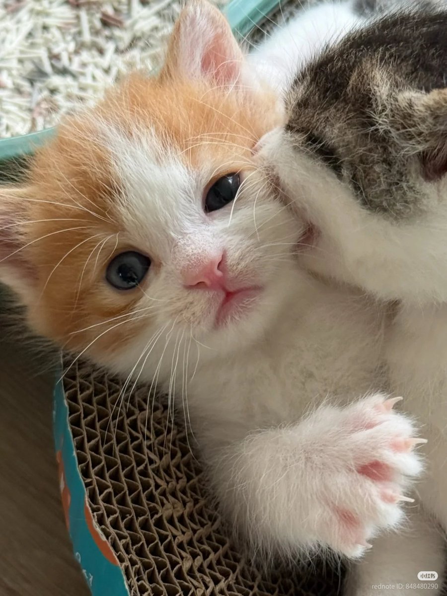 No Context Cats tweet media